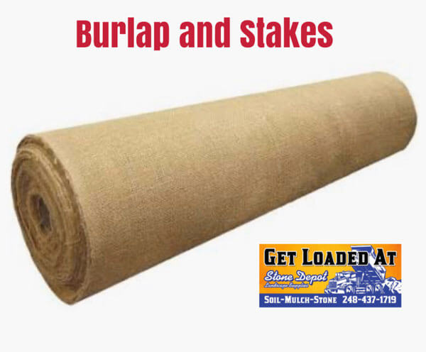 Burlap