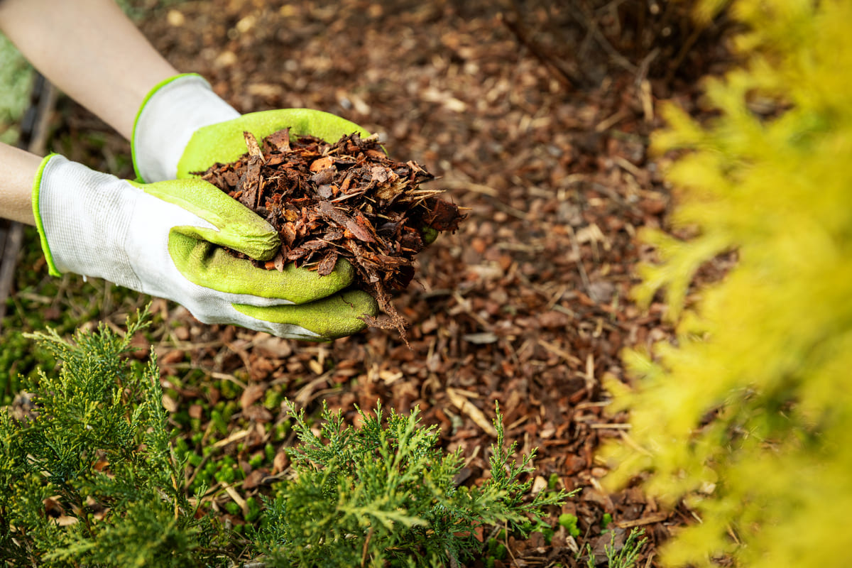 Web Stone Depot Landscaping Supplies South Lyon Michigan Mulch Gardener Applying Fresh Bark A gardener holds fresh wood mulch in a garden bed